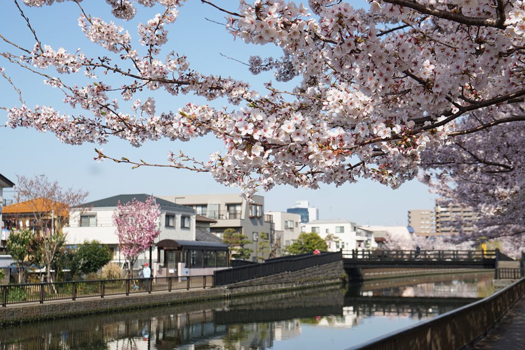 画像　新川千本桜の風景