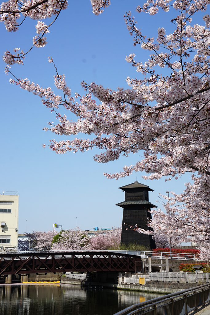 画像　新川西水門広場の火の見やぐらと桜