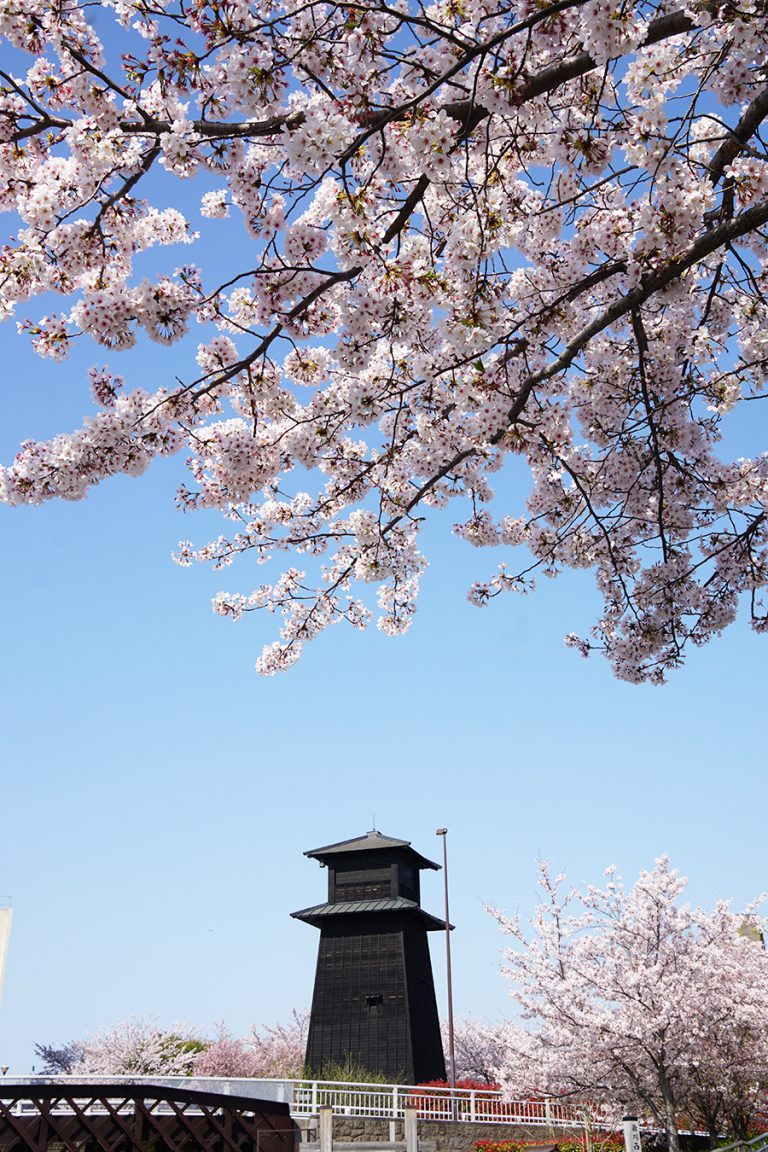 新川千本桜 桜の名所 江戸川区 - 江戸川フォトライブラリー