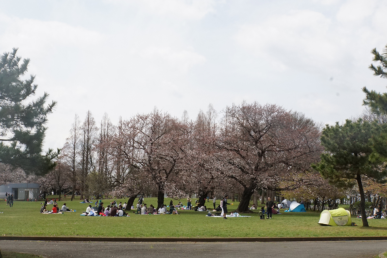 画像　篠崎公園の桜　2018年3月24日