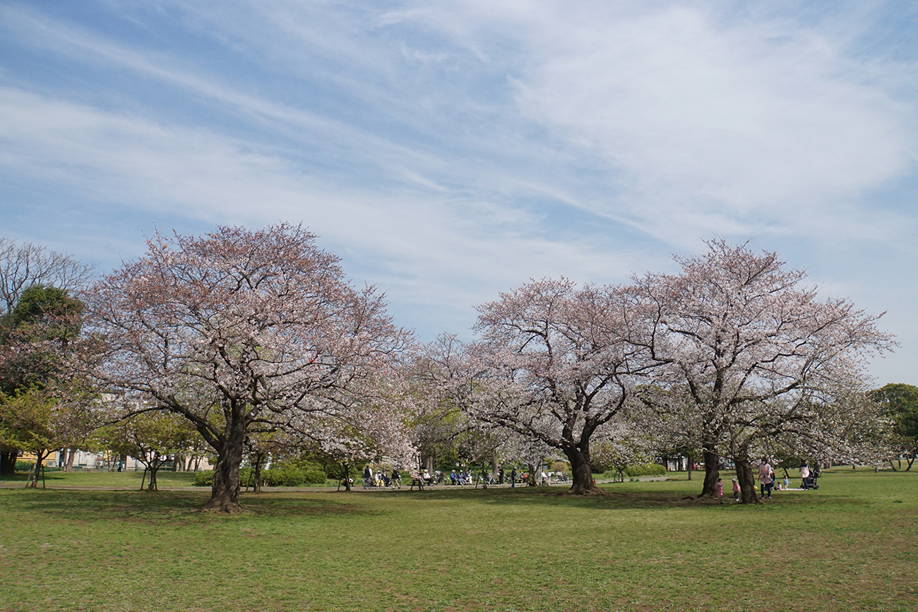 篠崎公園の桜