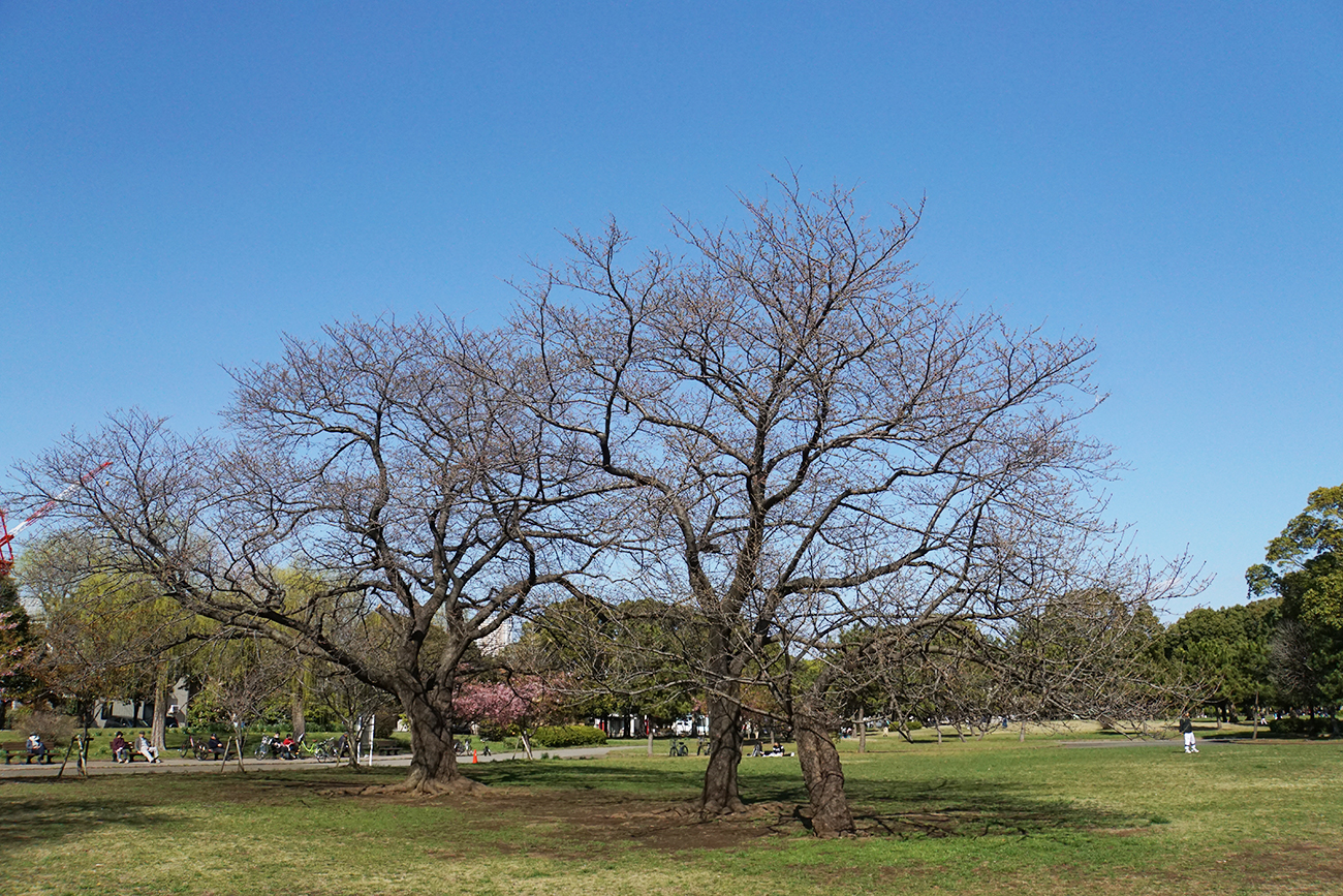 画像　篠崎公園の桜の様子（2018年3月17日）