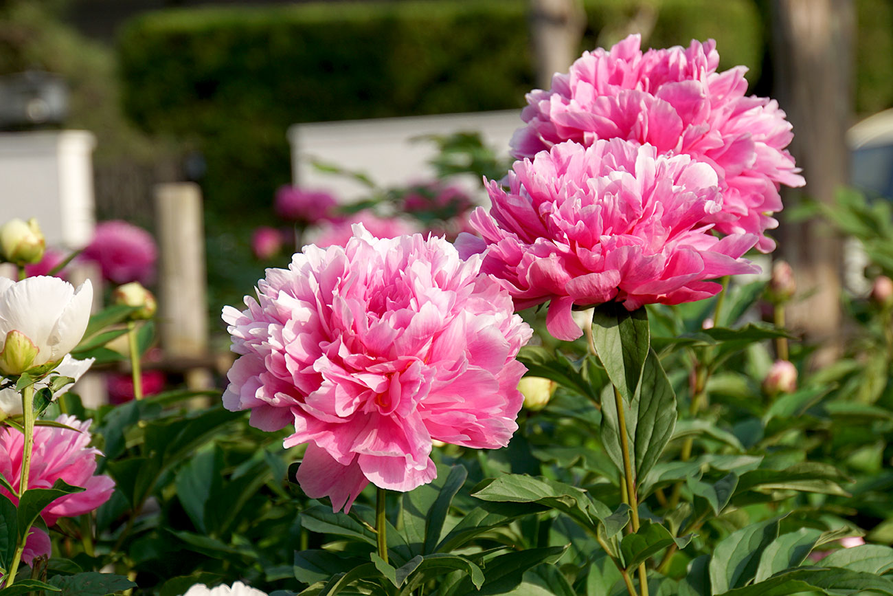 江戸川区のシャクヤク 芍薬 新堀しゃくやく公園 江戸川フォトライブラリー