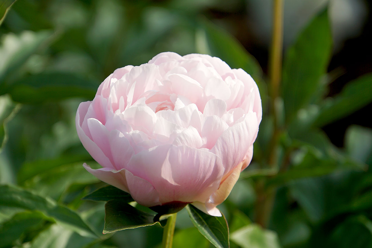 江戸川区のシャクヤク 芍薬 新堀しゃくやく公園 江戸川フォトライブラリー