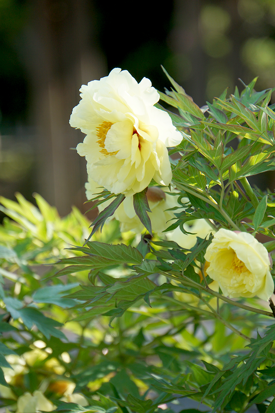 江戸川区のシャクヤク 芍薬 新堀しゃくやく公園 江戸川フォトライブラリー