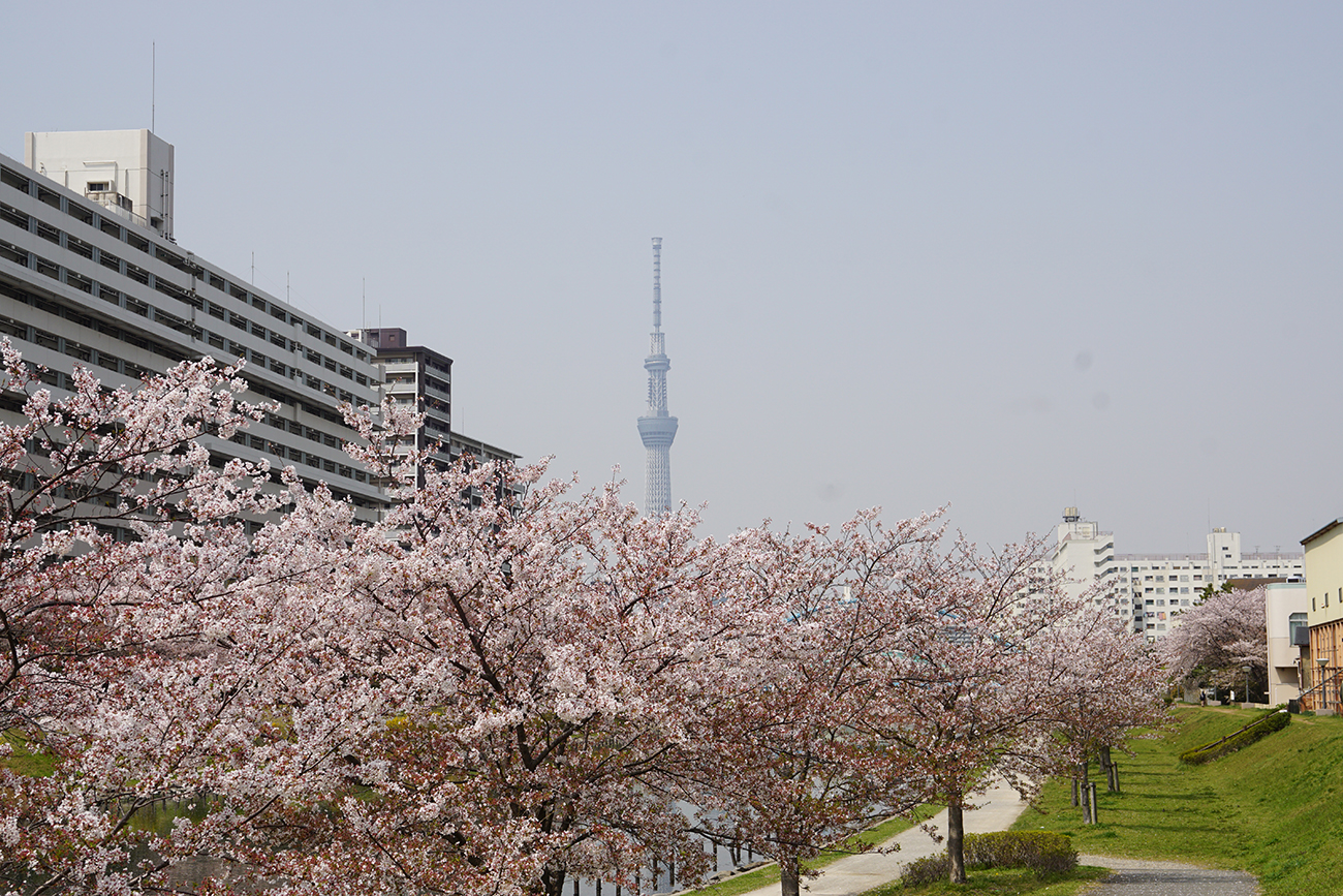 画像　旧中川の桜