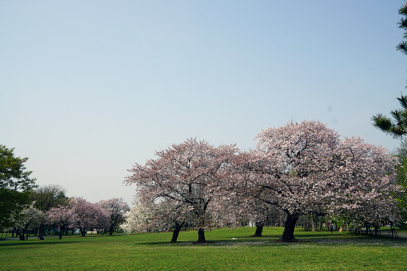 画像　篠崎公園の桜