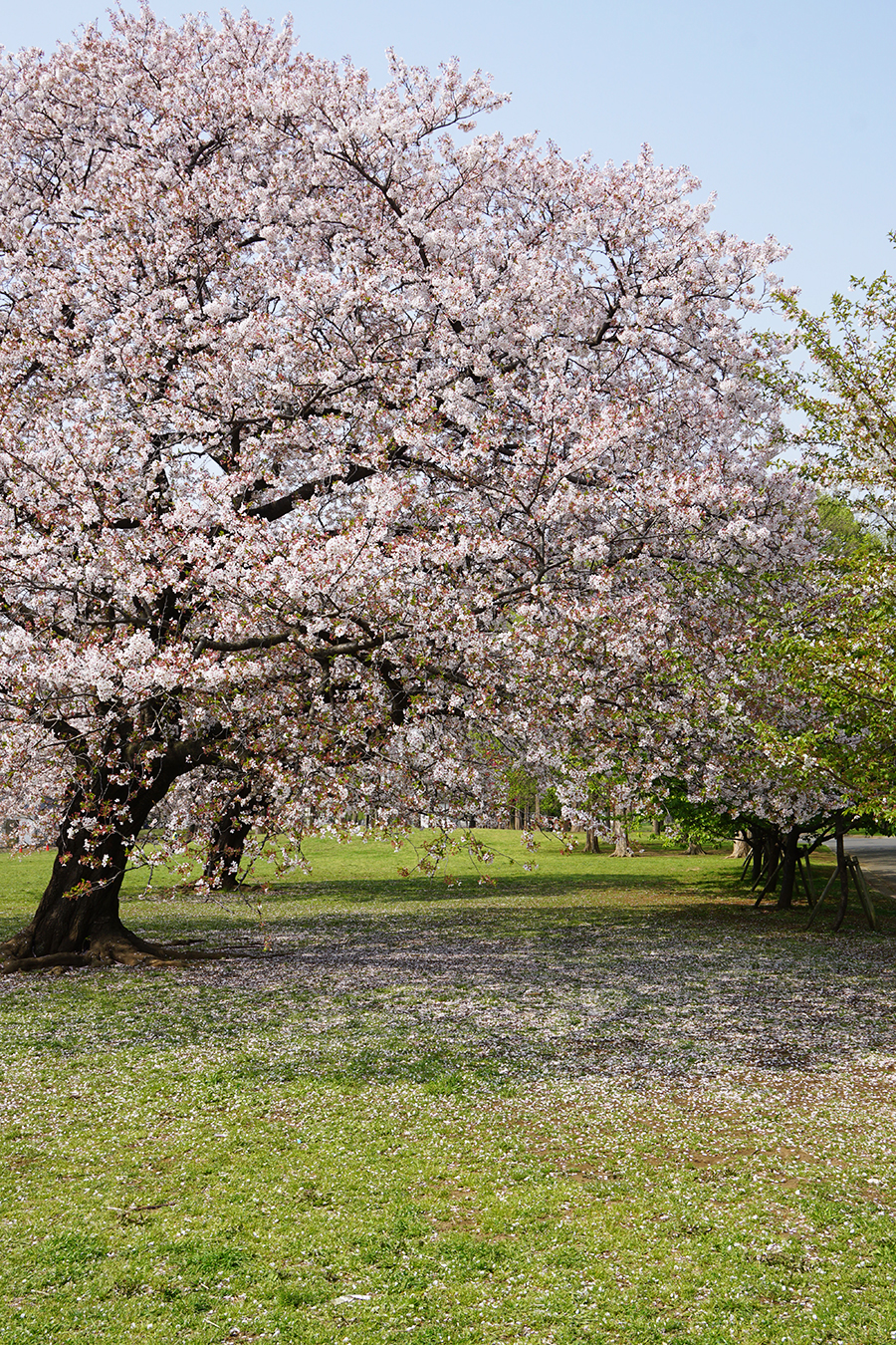 画像　篠崎公園の桜
