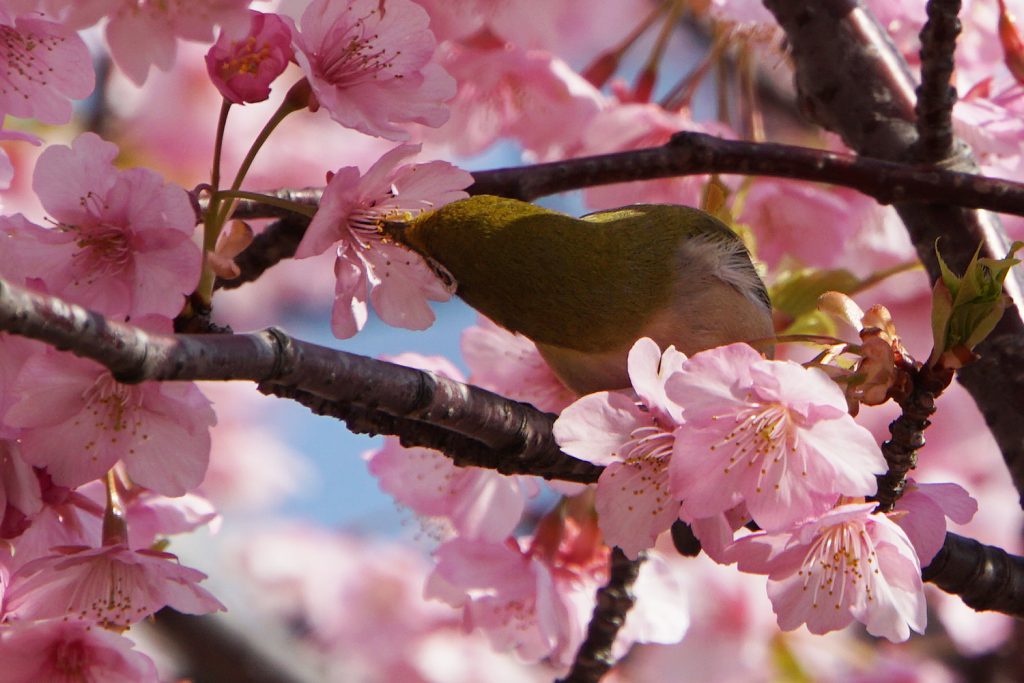 画像　河津桜の蜜を吸うメジロ