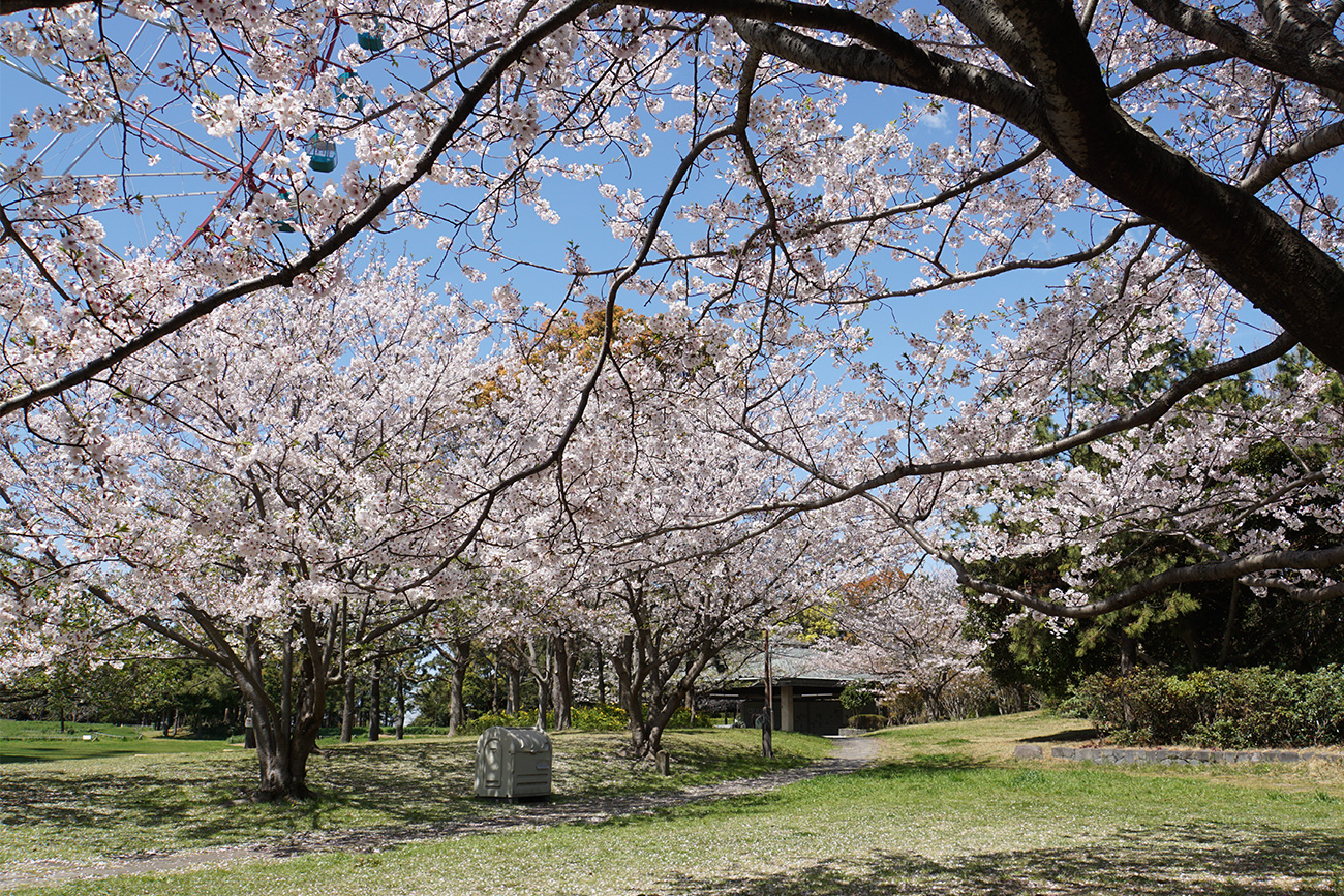 江戸川区のお花見スポット 江戸川フォトライブラリー