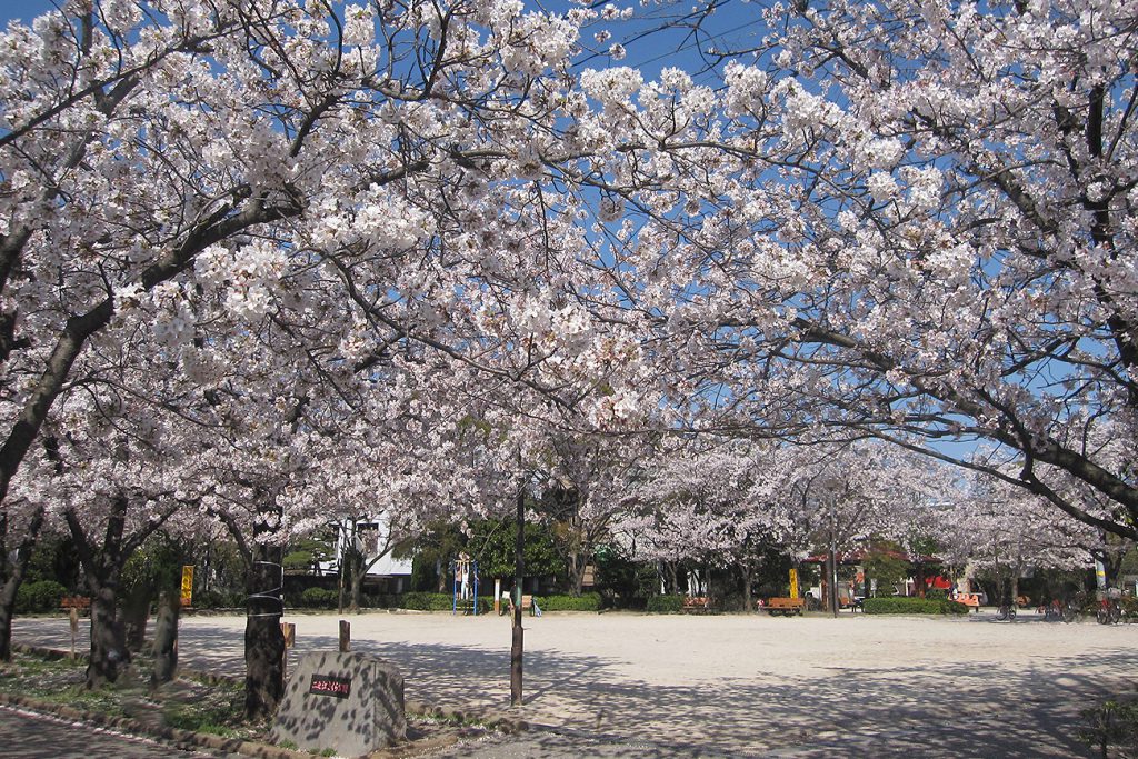 画像　二之江さくら公園の桜