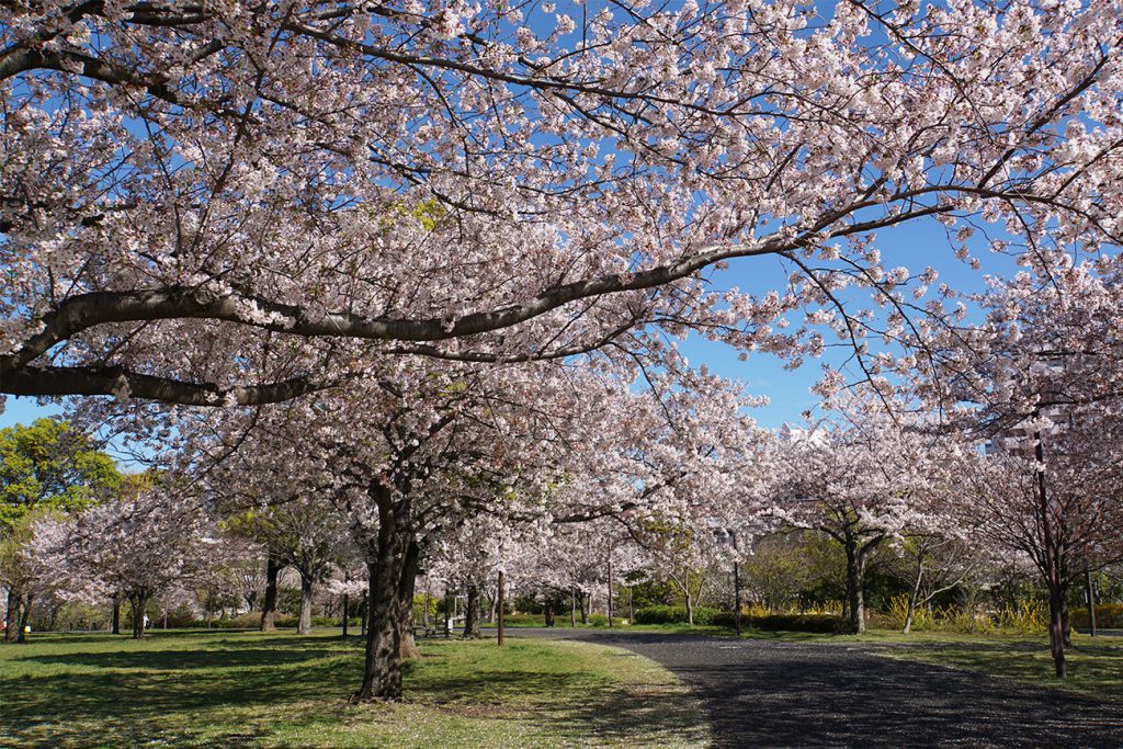 画像　大島小松川公園の桜2019年