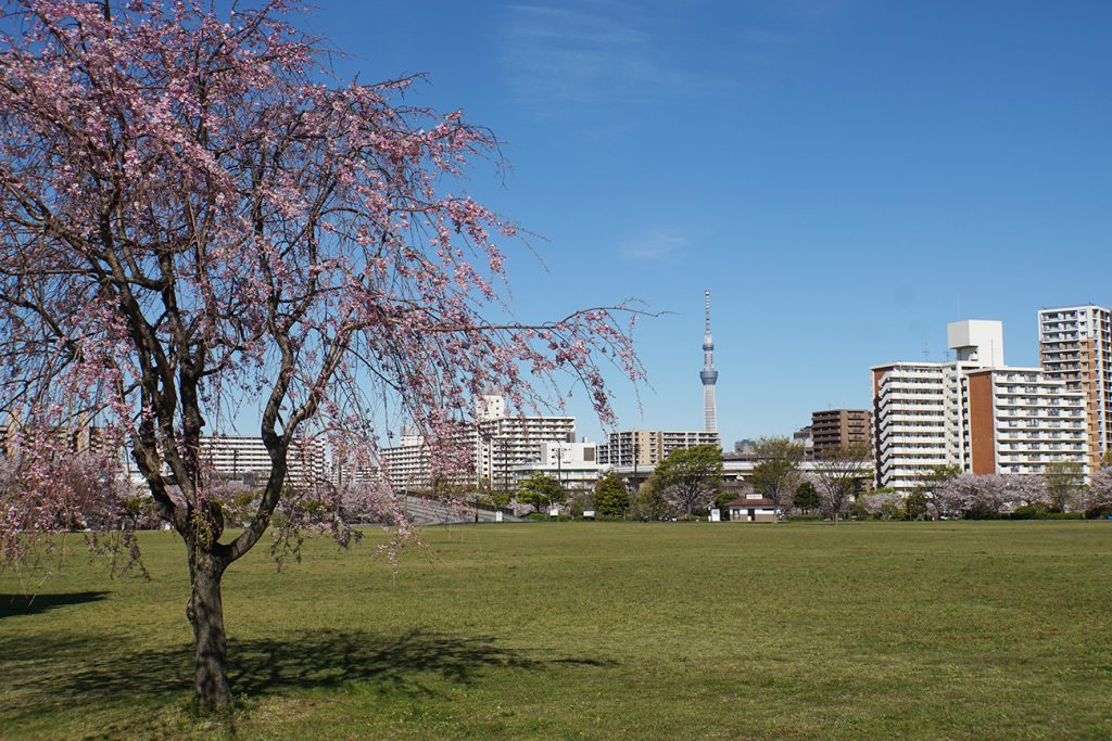 画像　大島小松川公園の桜　しだれ桜とスカイツリー