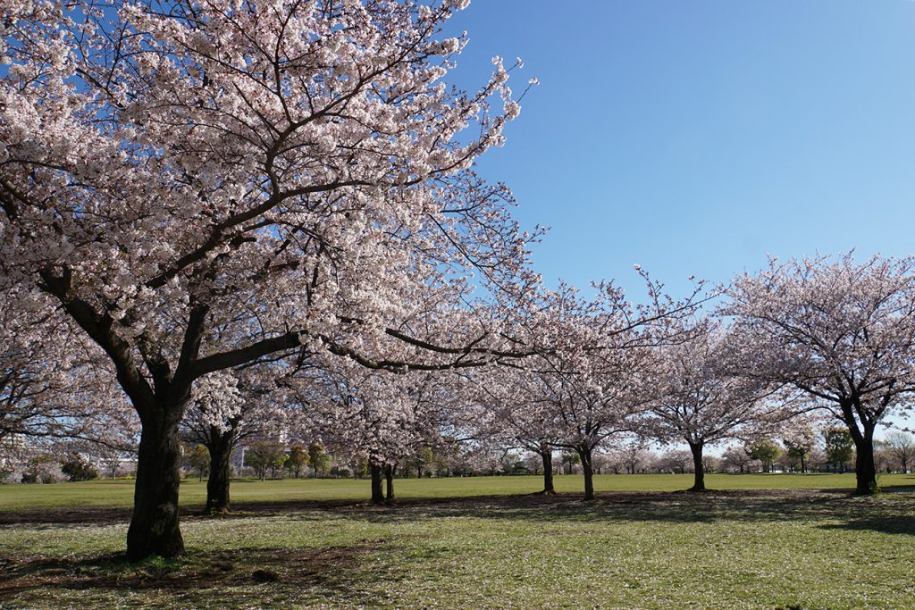 画像　大島小松川公園の桜