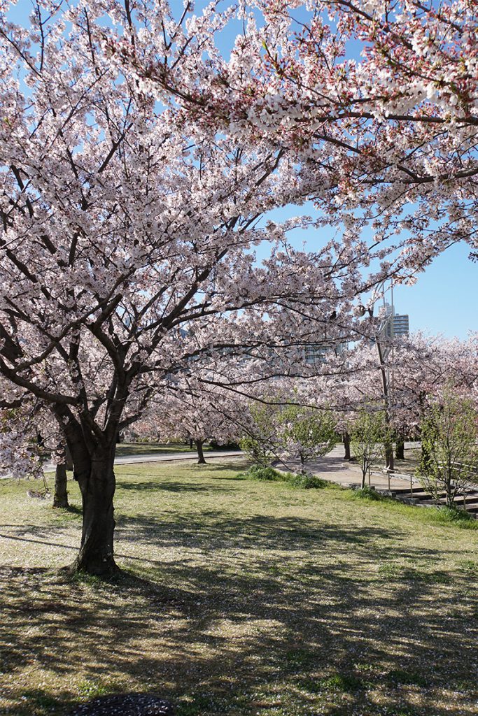 画像　自由の広場の周辺の桜