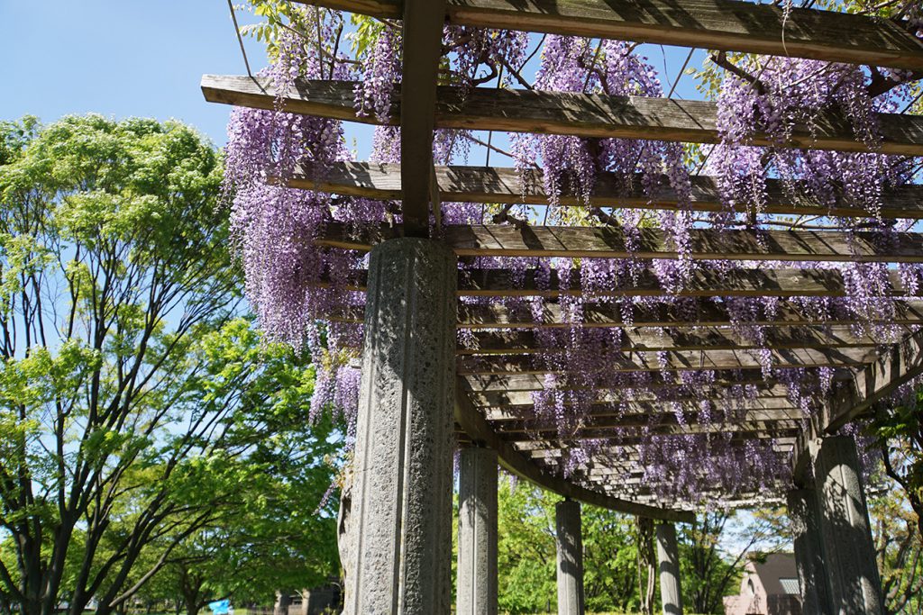 画像　 大島小松川公園の藤の花 