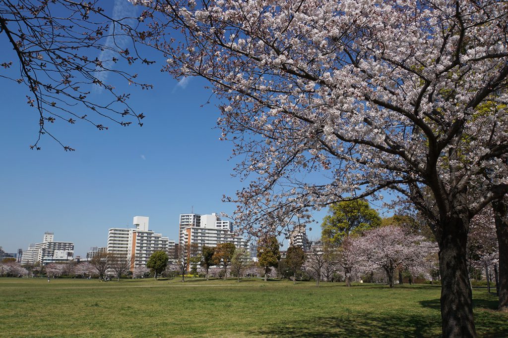 画像　2019年の大島小松川公園の桜