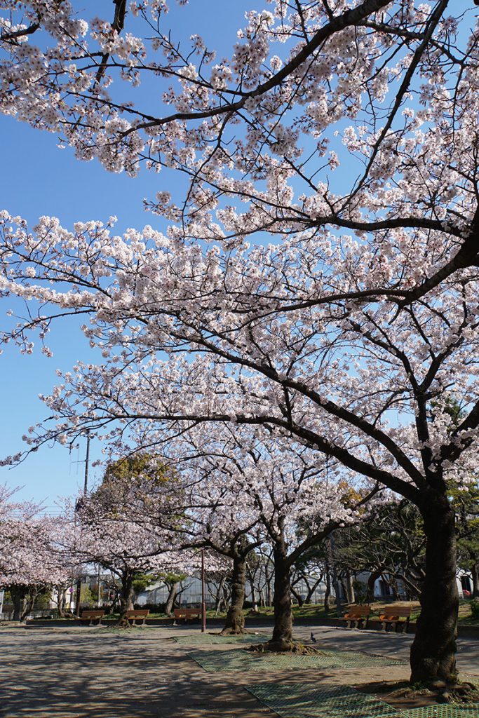 画像　春江の森公園の桜