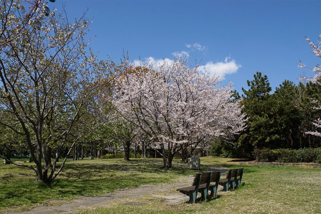 画像　観覧車北側の桜とベンチ