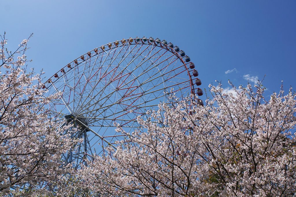 画像　葛西臨海公園　桜と観覧車