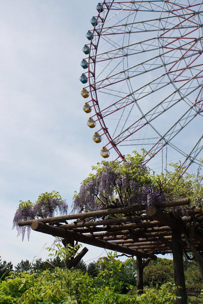 画像　葛西臨海公園の藤の花