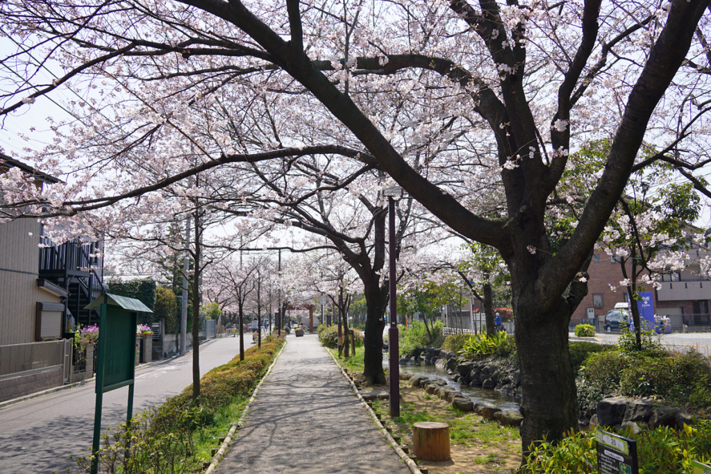 画像　一之江境川親水公園の桜