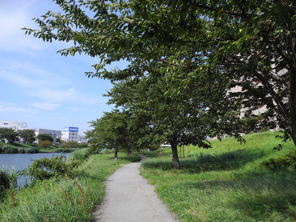 画像　旧中川 平井橋付近の桜並木