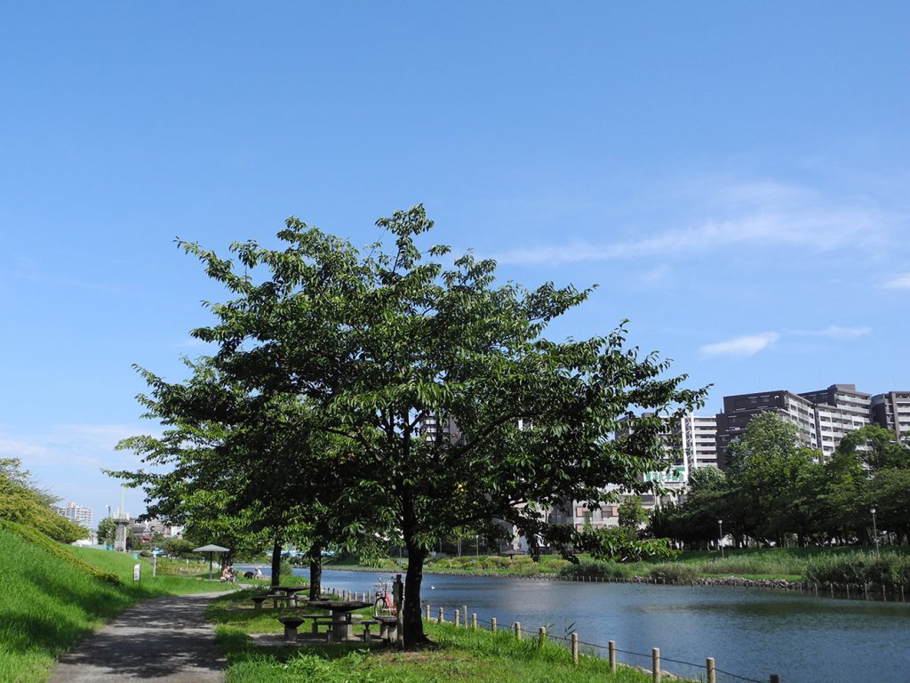 画像　旧中川 江東新橋付近の桜並木