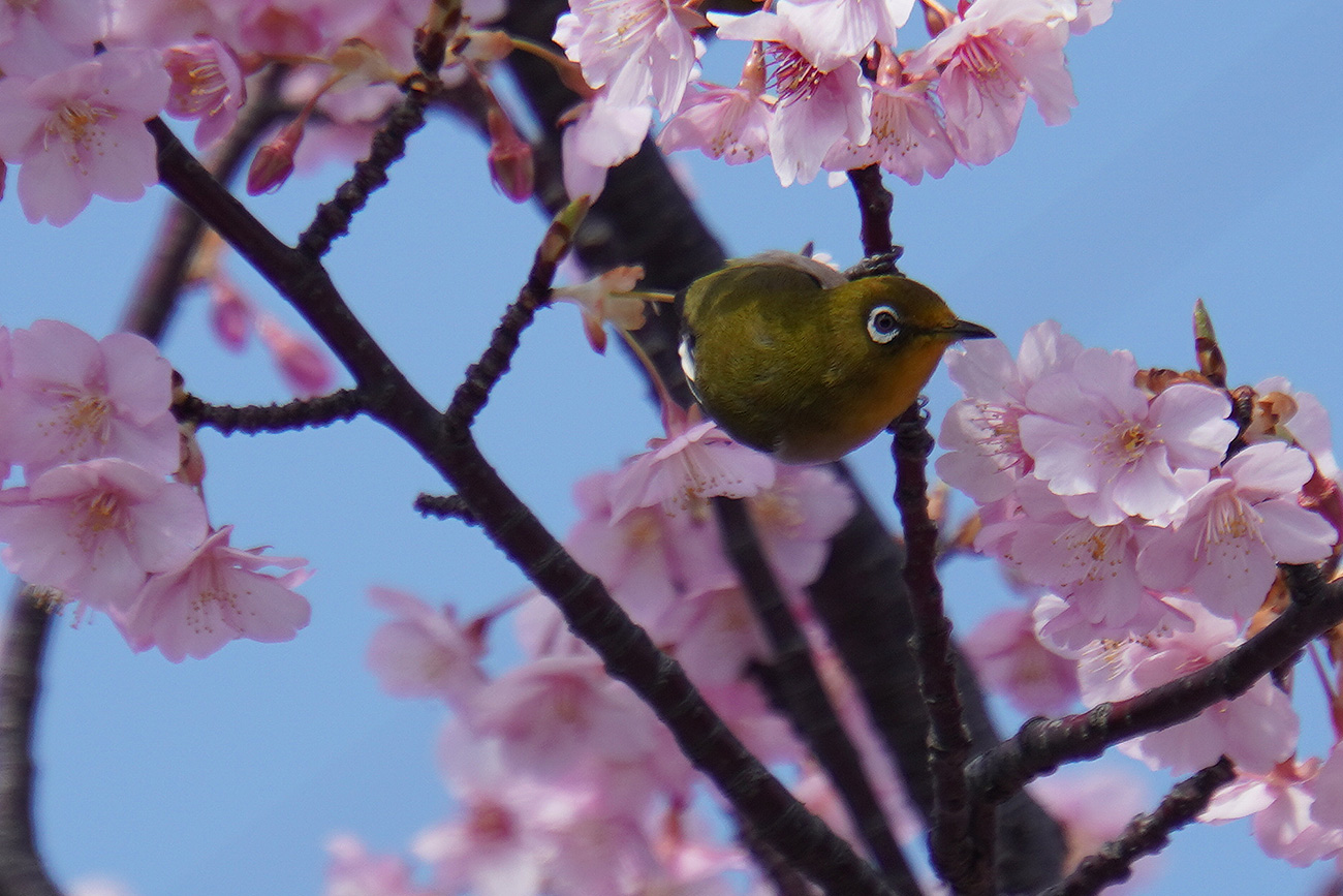 新川千本桜 河津桜とヒヨドリ メジロ 年 江戸川フォトライブラリー