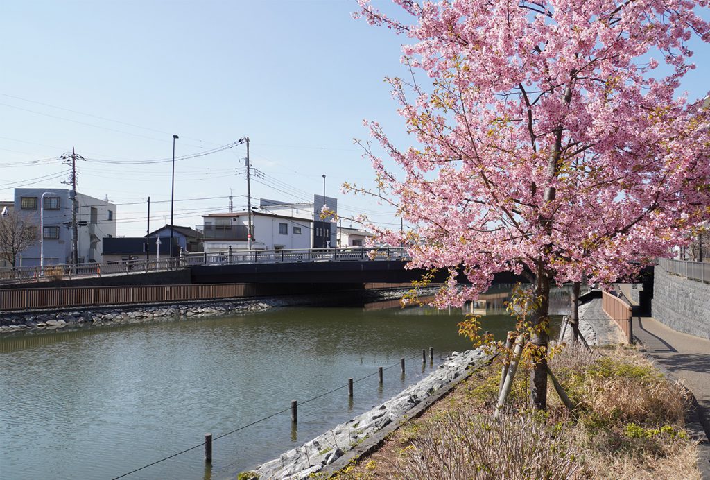画像　新川沿いの河津桜