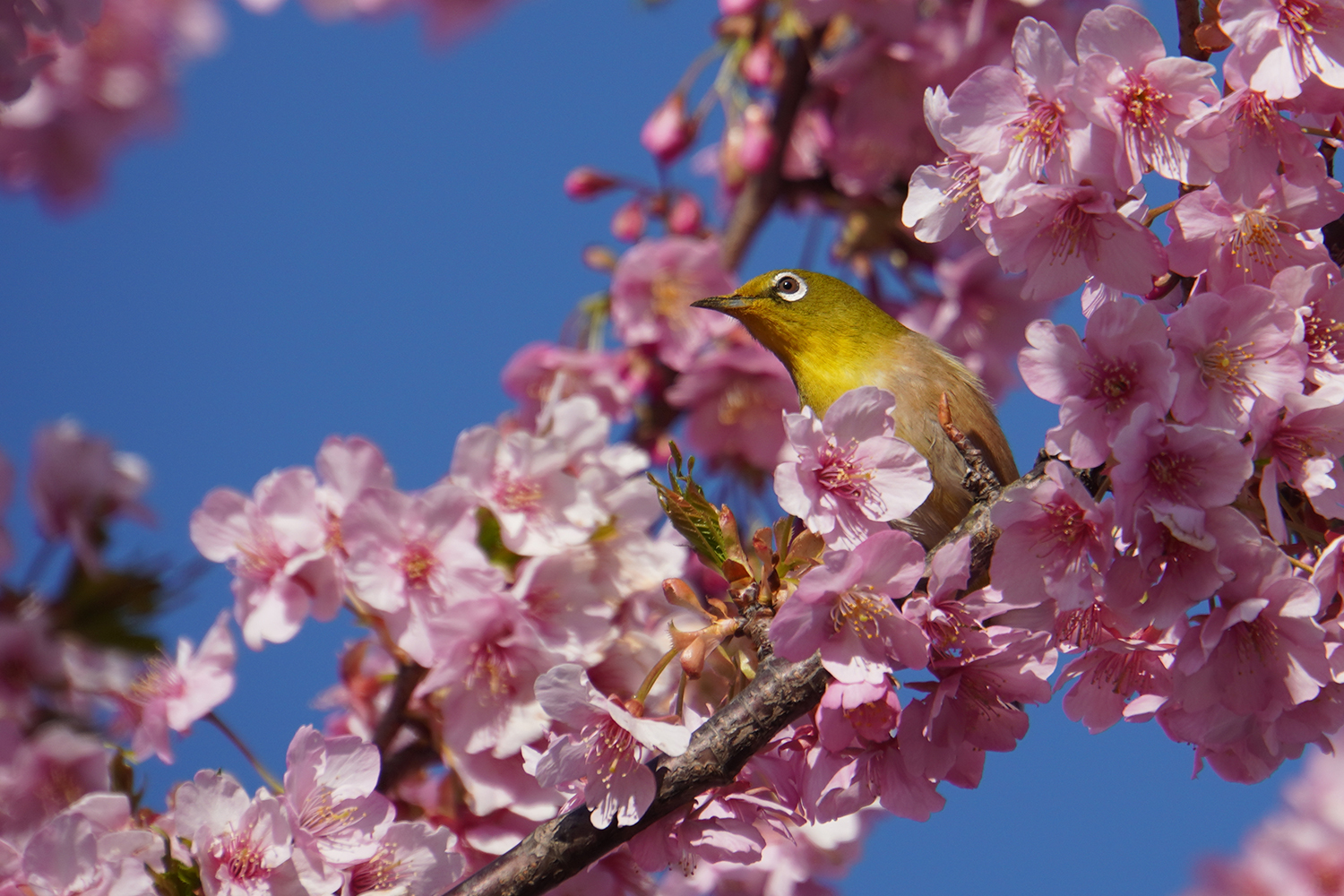 江戸川区内の河津桜 お花見スポット【2021年2月】 - 江戸川フォト 