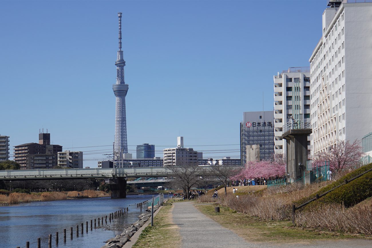 画像　旧中川沿いの河津桜　カワヅザクラ　2021年